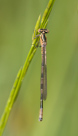 Coenagrion hastulatum